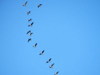 fliegende Graugans (Anser anser) 04